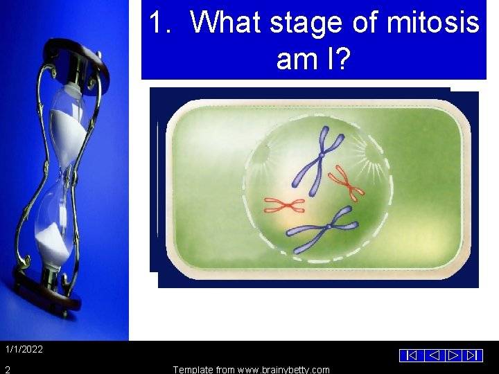 1. What stage of mitosis am I? 1/1/2022 2 Template from www. brainybetty. com