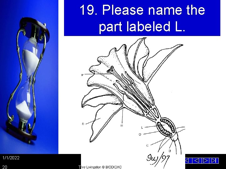 19. Please name the part labeled L. 1/1/2022 20 Template from www. brainybetty. com