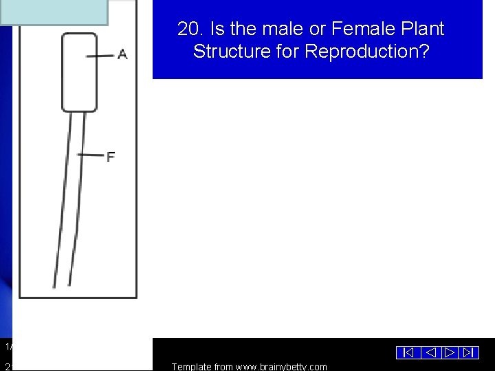 20. Is the male or Female Plant Structure for Reproduction? 1/1/2022 21 Template from