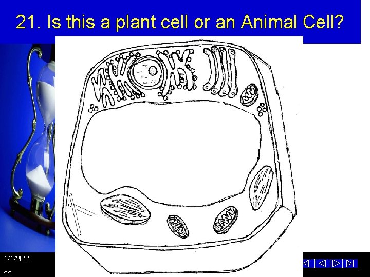 21. Is this a plant cell or an Animal Cell? 1/1/2022 22 Template from