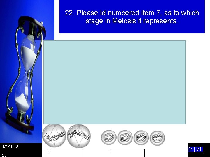 22. Please Id numbered item 7, as to which stage in Meiosis it represents.
