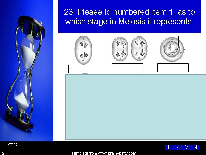 23. Please Id numbered item 1, as to which stage in Meiosis it represents.