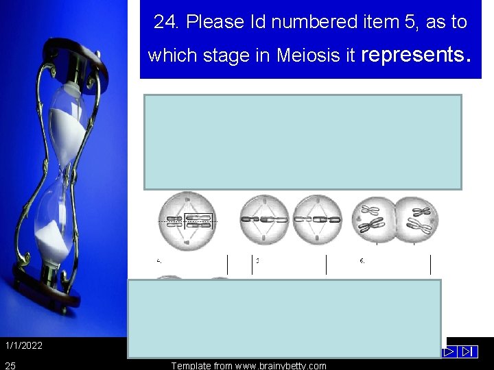 24. Please Id numbered item 5, as to which stage in Meiosis it represents.
