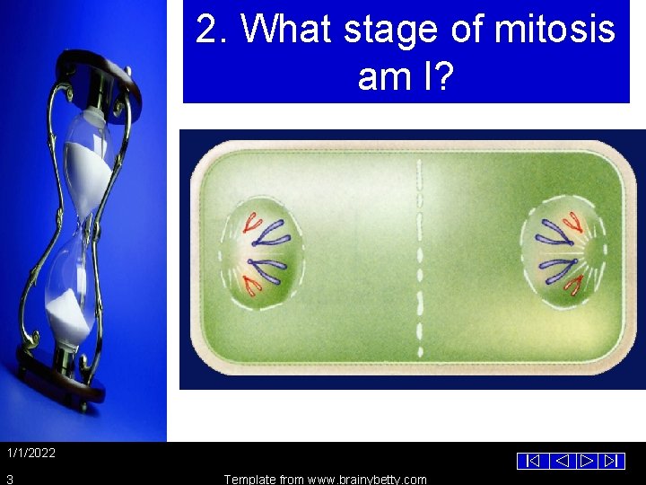 2. What stage of mitosis am I? 1/1/2022 3 Template from www. brainybetty. com