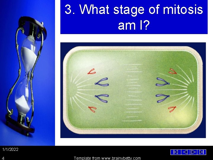 3. What stage of mitosis am I? 1/1/2022 4 Template from www. brainybetty. com