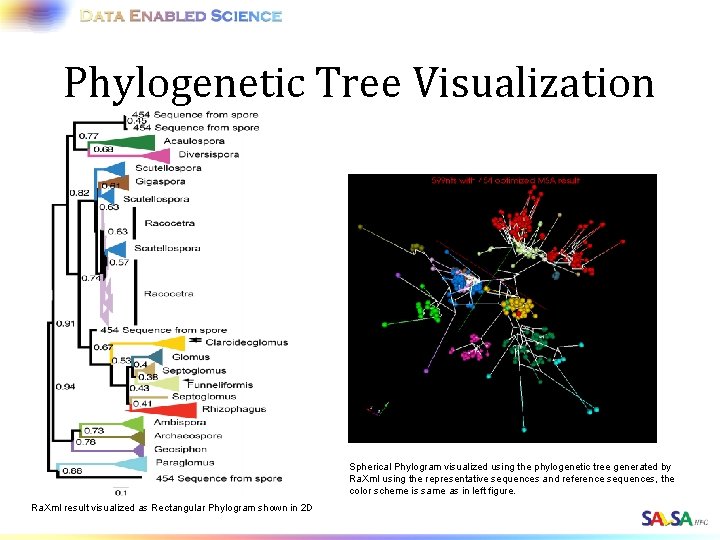 Phylogenetic Tree Visualization Spherical Phylogram visualized using the phylogenetic tree generated by Ra. Xml