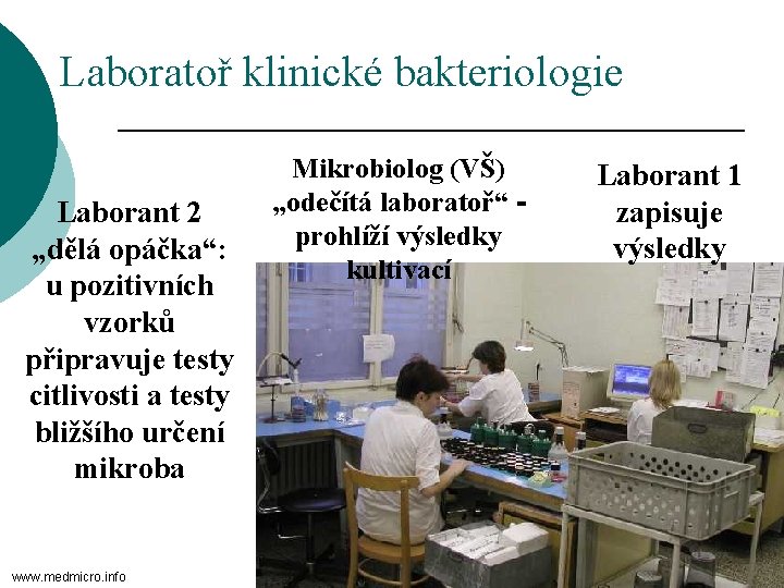 Laboratoř klinické bakteriologie Laborant 2 „dělá opáčka“: u pozitivních vzorků připravuje testy citlivosti a