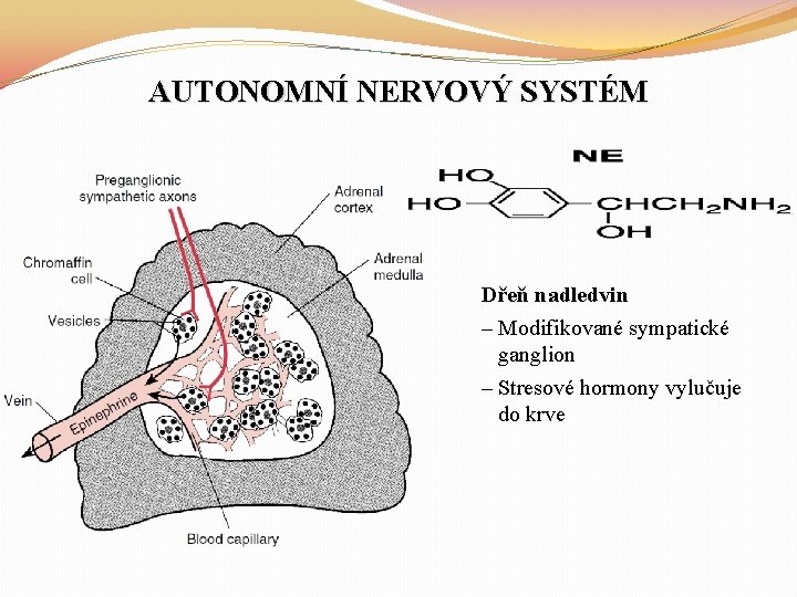 AUTONOMNÍ NERVOVÝ SYSTÉM Dřeň nadledvin – Modifikované sympatické ganglion – Stresové hormony vylučuje do