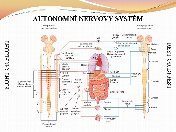 REST OR DIGEST FIGHT OR FLIGHT AUTONOMNÍ NERVOVÝ SYSTÉM 