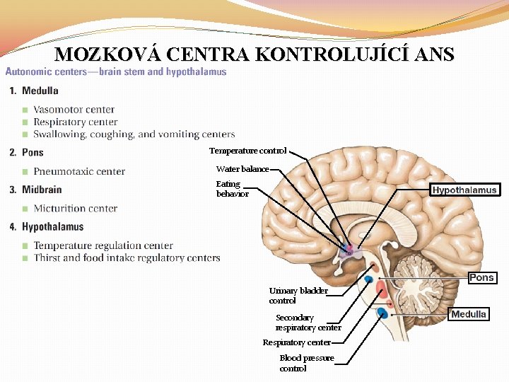 MOZKOVÁ CENTRA KONTROLUJÍCÍ ANS Temperature control Water balance Eating behavior Urinary bladder control Secondary