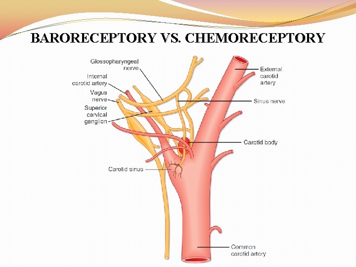 BARORECEPTORY VS. CHEMORECEPTORY 