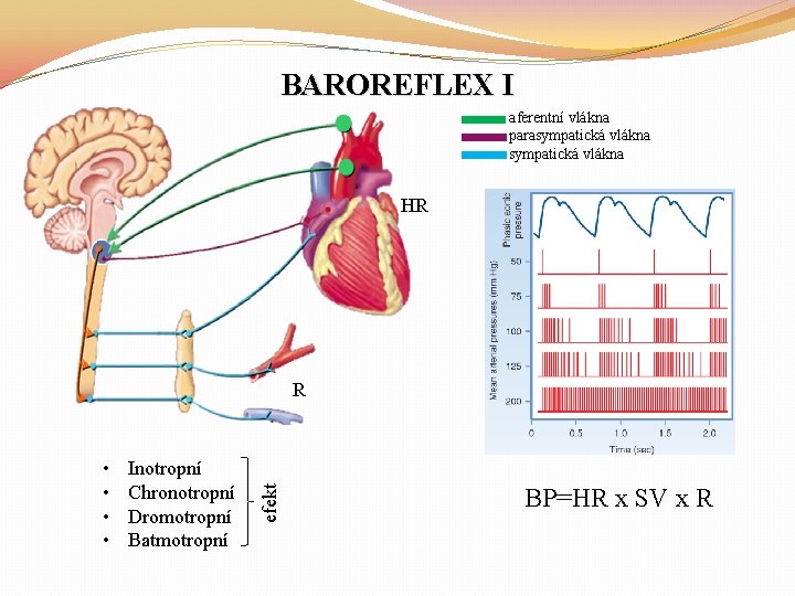 BAROREFLEX I aferentní vlákna parasympatická vlákna HR • • Inotropní Chronotropní Dromotropní Batmotropní efekt