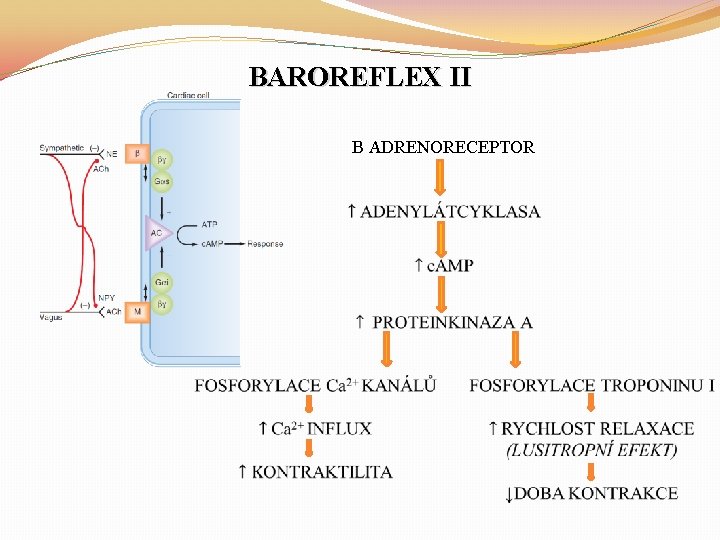 BAROREFLEX II Β ADRENORECEPTOR 