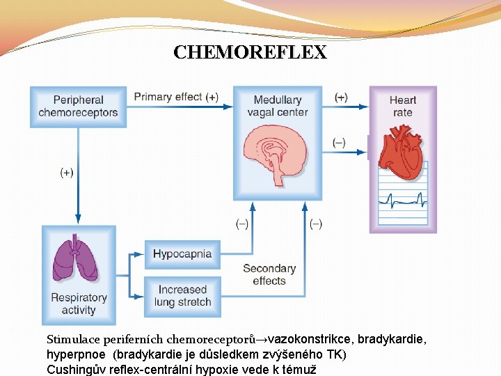 CHEMOREFLEX Stimulace periferních chemoreceptorů→vazokonstrikce, bradykardie, hyperpnoe (bradykardie je důsledkem zvýšeného TK) Cushingův reflex-centrální hypoxie