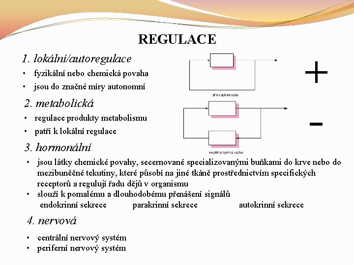 REGULACE 1. lokální/autoregulace • fyzikální nebo chemická povaha • jsou do značné míry autonomní