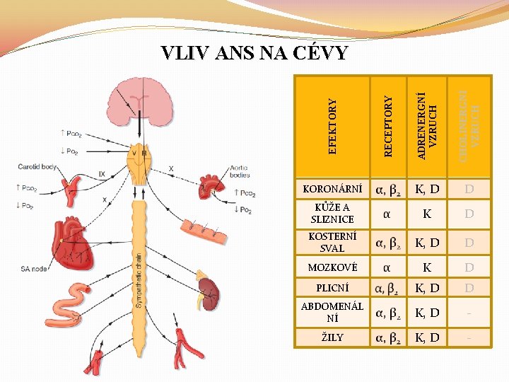 CHOLINERGNÍ VZRUCH K, D D KŮŽE A SLIZNICE K D KOSTERNÍ SVAL K, D