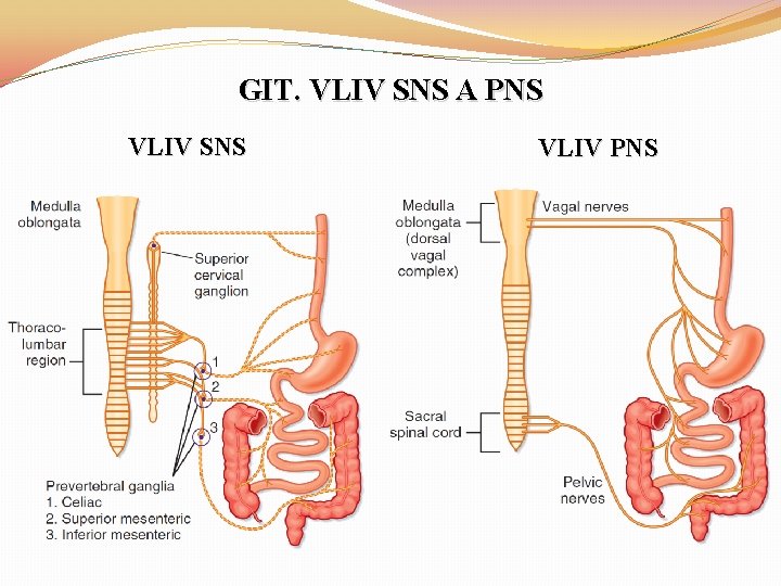 GIT. VLIV SNS A PNS VLIV SNS VLIV PNS 