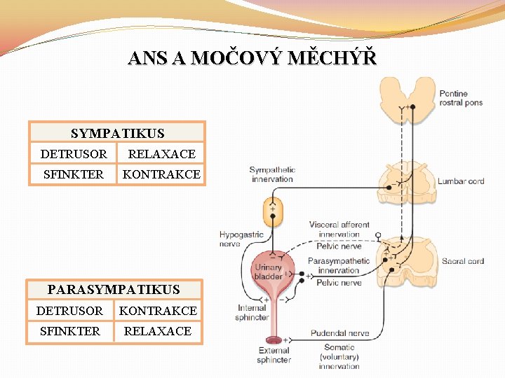 ANS A MOČOVÝ MĚCHÝŘ SYMPATIKUS DETRUSOR RELAXACE SFINKTER KONTRAKCE PARASYMPATIKUS DETRUSOR KONTRAKCE SFINKTER RELAXACE