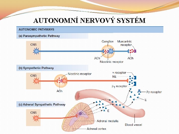 AUTONOMNÍ NERVOVÝ SYSTÉM 