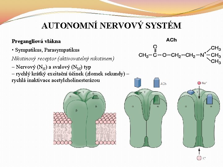 AUTONOMNÍ NERVOVÝ SYSTÉM Pregangliová vlákna • Sympatikus, Parasympatikus Nikotinový receptor (aktivovatelný nikotinem) – Nervový