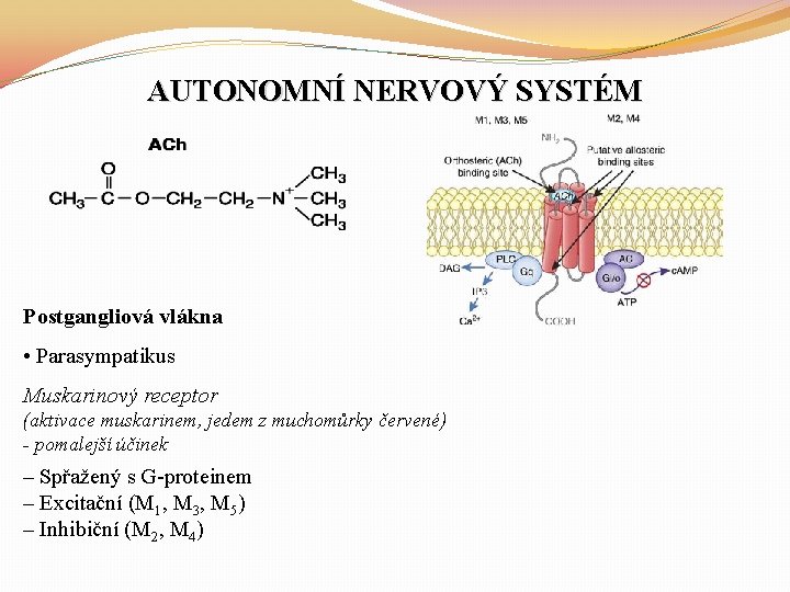 AUTONOMNÍ NERVOVÝ SYSTÉM Postgangliová vlákna • Parasympatikus Muskarinový receptor (aktivace muskarinem, jedem z muchomůrky