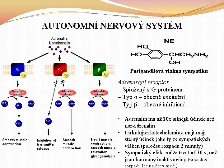 AUTONOMNÍ NERVOVÝ SYSTÉM Postgandliová vlákna sympatiku Adrenergní receptor – Spřažený s G-proteinem – Typ