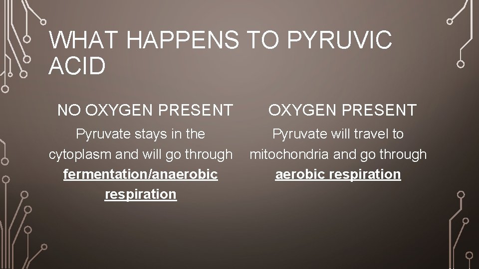 WHAT HAPPENS TO PYRUVIC ACID NO OXYGEN PRESENT Pyruvate stays in the cytoplasm and