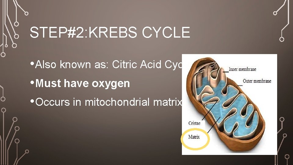 STEP#2: KREBS CYCLE • Also known as: Citric Acid Cycle • Must have oxygen