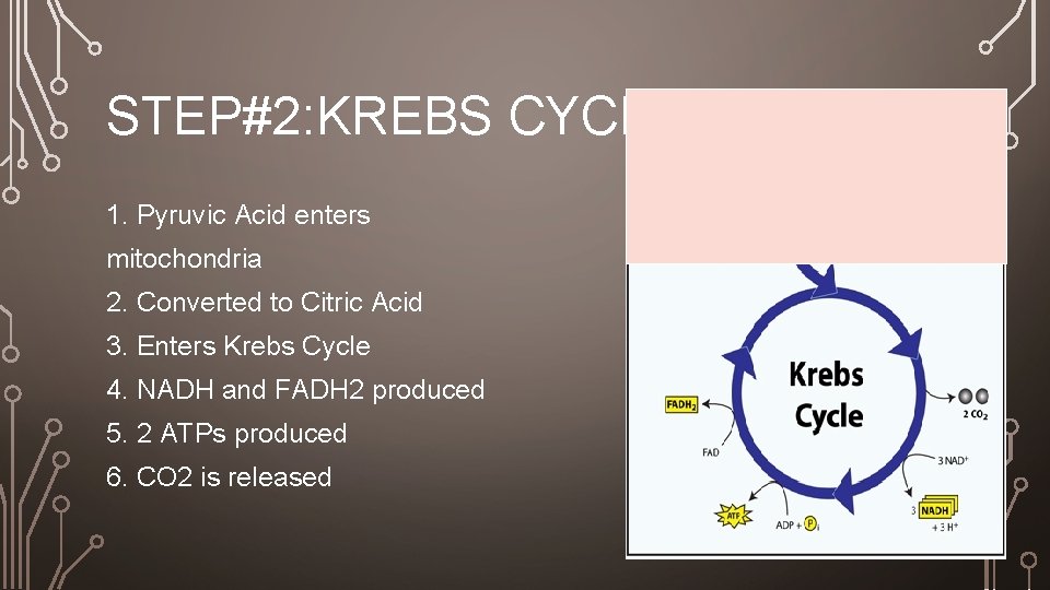STEP#2: KREBS CYCLE 1. Pyruvic Acid enters mitochondria 2. Converted to Citric Acid 3.