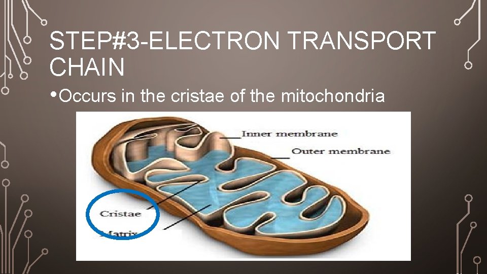 STEP#3 -ELECTRON TRANSPORT CHAIN • Occurs in the cristae of the mitochondria 