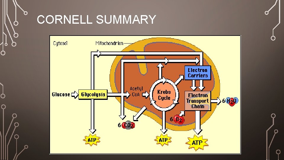 CORNELL SUMMARY 