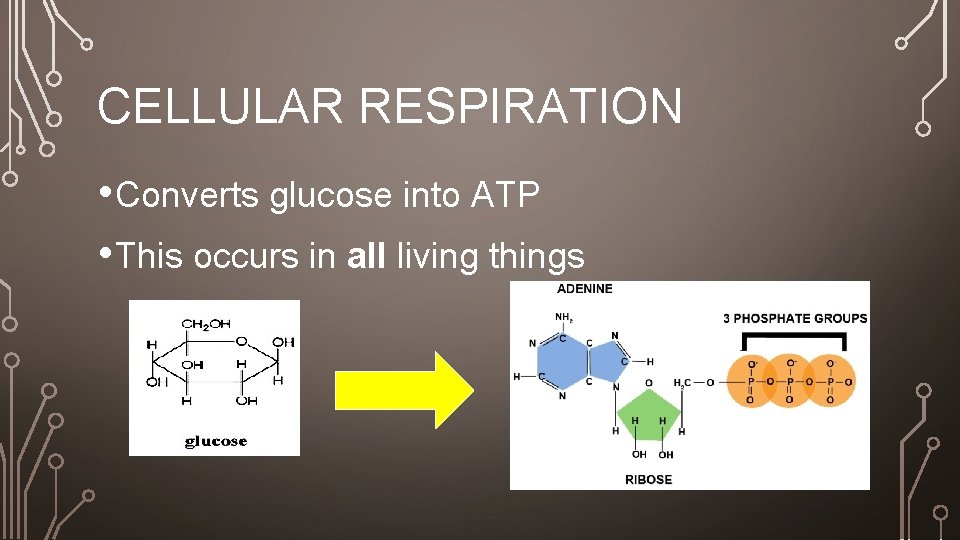 CELLULAR RESPIRATION • Converts glucose into ATP • This occurs in all living things