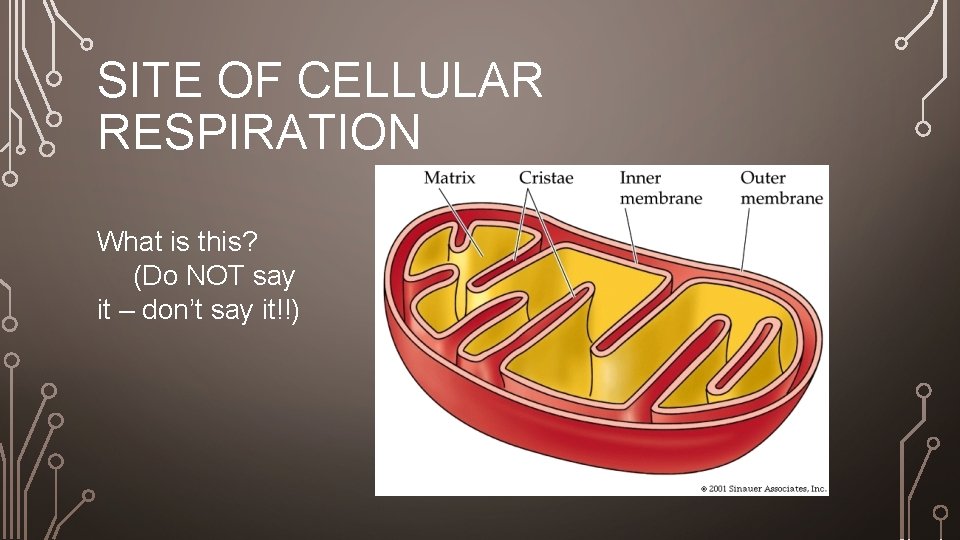 SITE OF CELLULAR RESPIRATION What is this? (Do NOT say it – don’t say