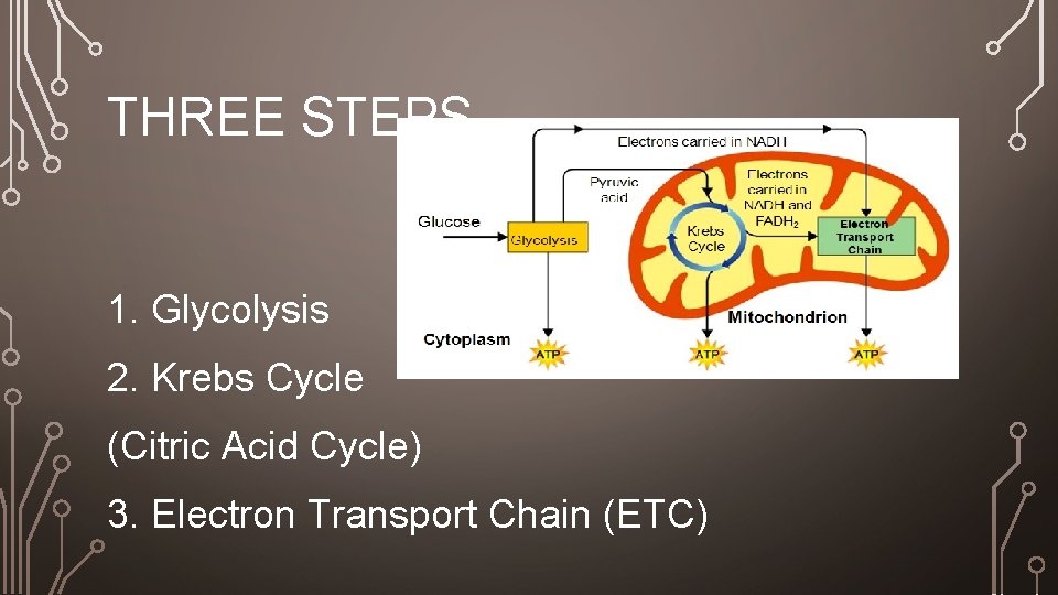 THREE STEPS 1. Glycolysis 2. Krebs Cycle (Citric Acid Cycle) 3. Electron Transport Chain