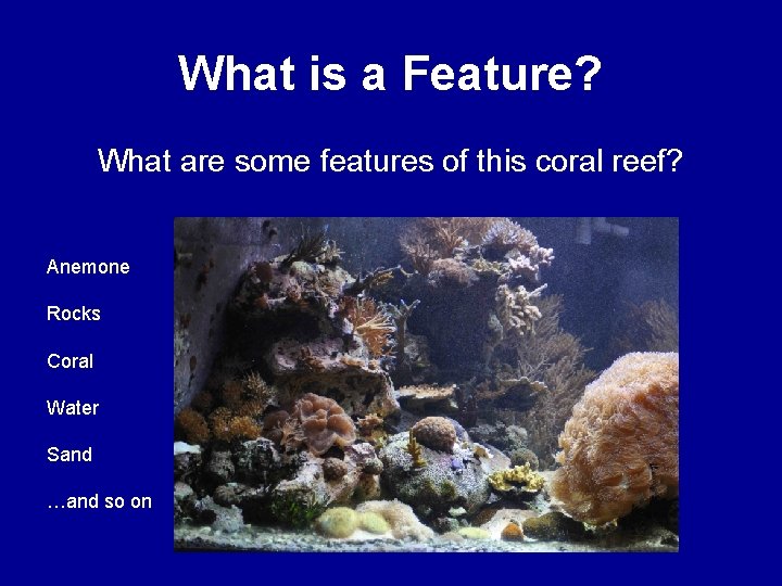 What is a Feature? What are some features of this coral reef? Anemone Rocks