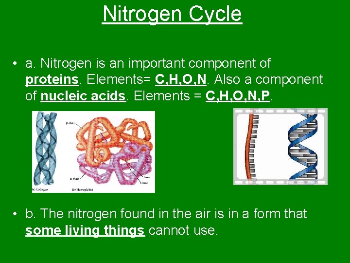 Nitrogen Cycle • a. Nitrogen is an important component of proteins. Elements= C, H,