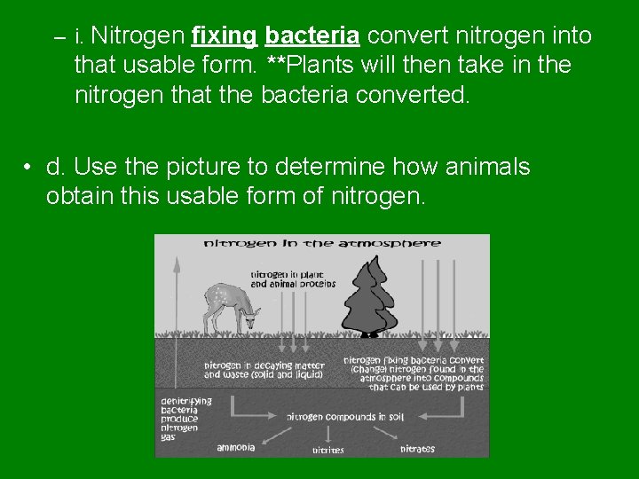 – i. Nitrogen fixing bacteria convert nitrogen into that usable form. **Plants will then