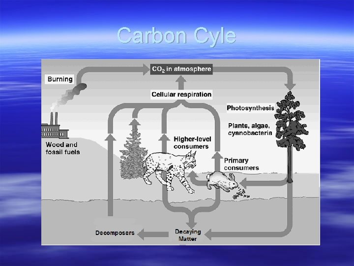 Carbon Cyle 