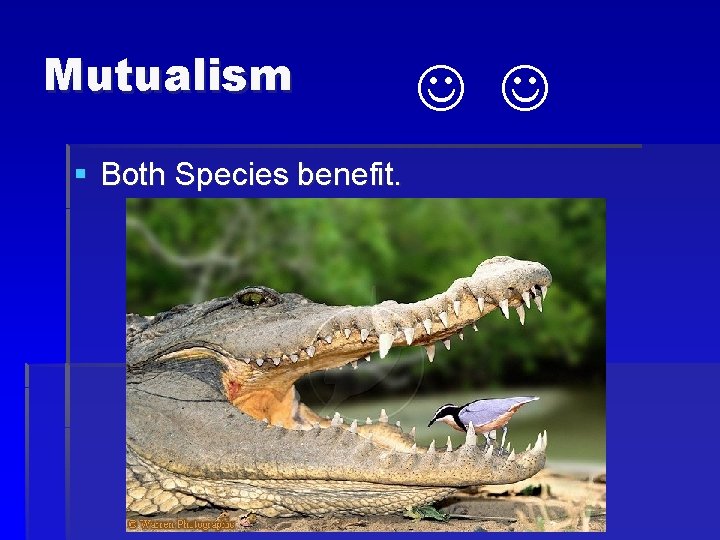 Mutualism § Both Species benefit. 