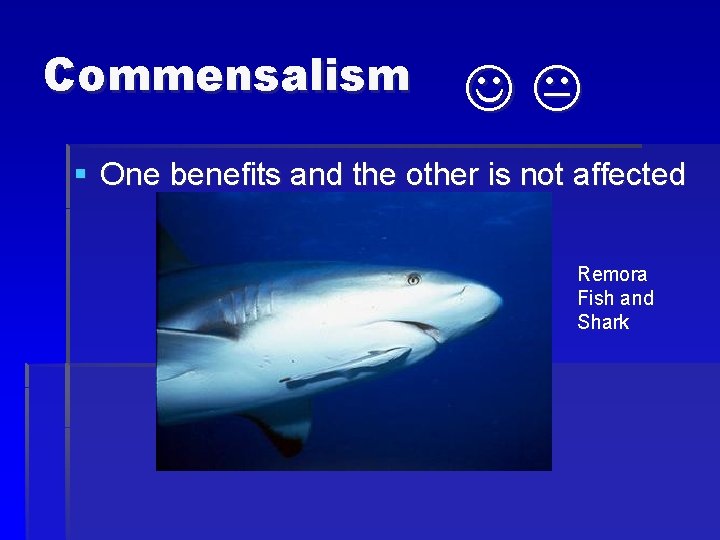 Commensalism § One benefits and the other is not affected Remora Fish and Shark