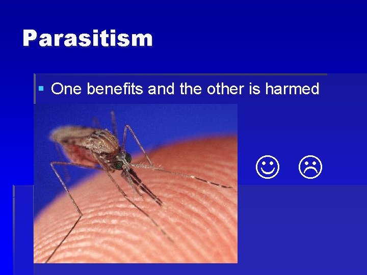 Parasitism § One benefits and the other is harmed 