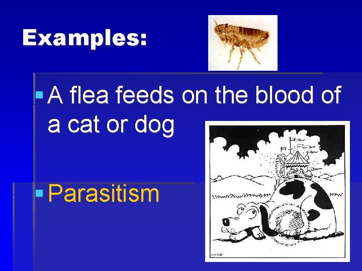 Examples: § A flea feeds on the blood of a cat or dog §