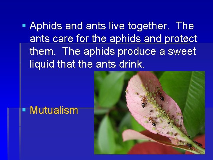 § Aphids and ants live together. The ants care for the aphids and protect