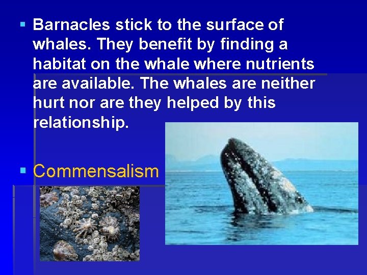§ Barnacles stick to the surface of whales. They benefit by finding a habitat