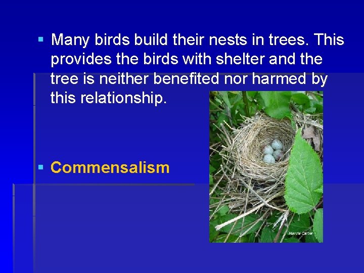 § Many birds build their nests in trees. This provides the birds with shelter