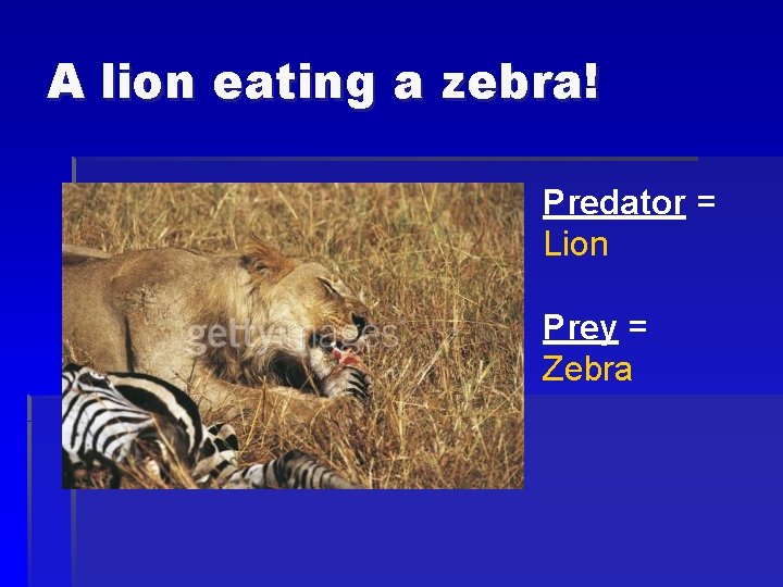 A lion eating a zebra! Predator = Lion Prey = Zebra 