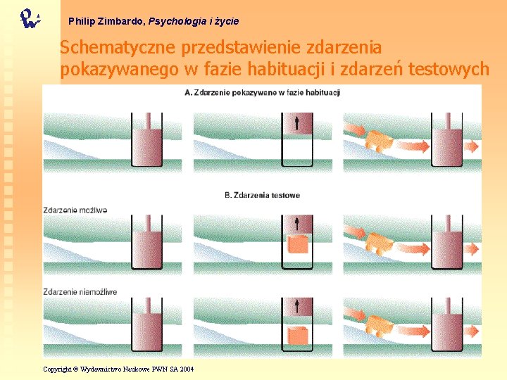 Philip Zimbardo, Psychologia i życie Schematyczne przedstawienie zdarzenia pokazywanego w fazie habituacji i zdarzeń