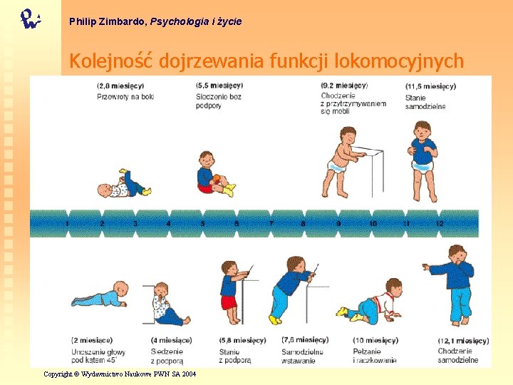 Philip Zimbardo, Psychologia i życie Kolejność dojrzewania funkcji lokomocyjnych Mary M. Shirley, The First