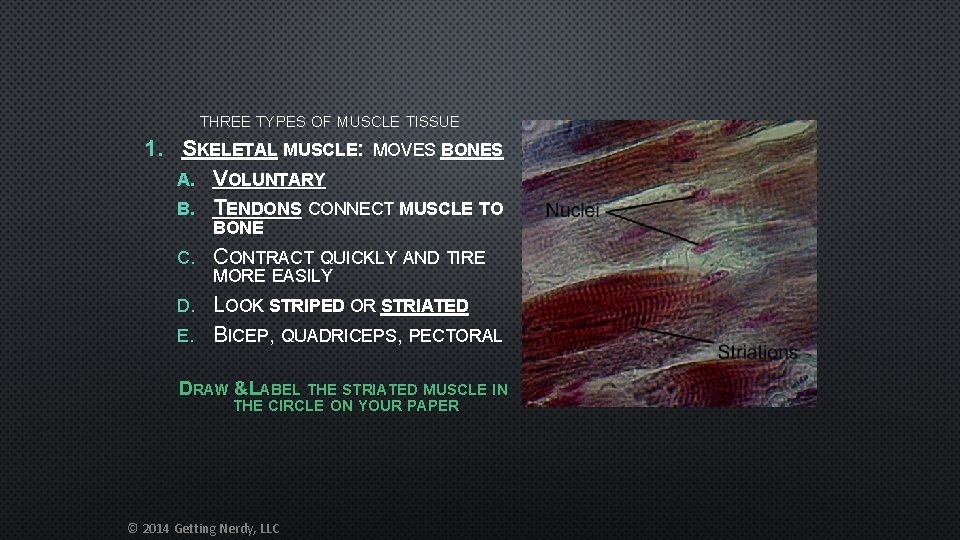 THREE TYPES OF MUSCLE TISSUE 1. SKELETAL MUSCLE: MOVES BONES A. VOLUNTARY B. TENDONS