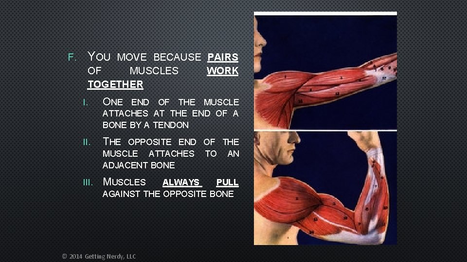 F. YOU MOVE BECAUSE PAIRS OF MUSCLES WORK TOGETHER I. ONE II. THE III.